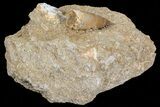 Fossil Plesiosaur (Zarafasaura) Tooth - Morocco #70296-2